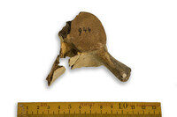 F 00944
          <br/>
          
          <br/>
          <em></em>